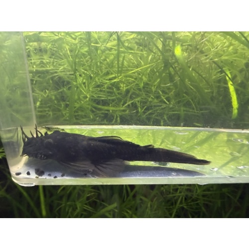 WYSIWYG Large (~4") Male Green Dragon Bristlenose Pleco