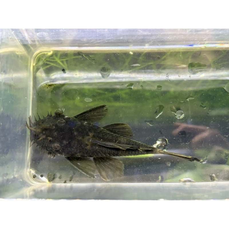 WYSIWYG Large (~4") Male Green Dragon Bristlenose Pleco