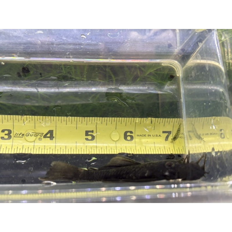 WYSIWYG Large (~4") Male Green Dragon Bristlenose Pleco