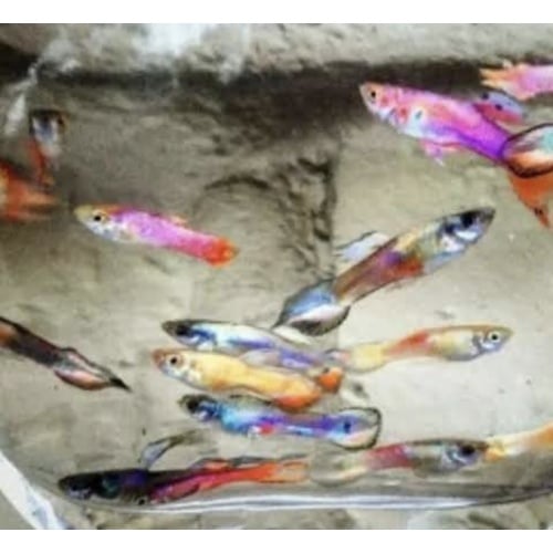 Rainbow Mystery FRY pack of 10 guppies