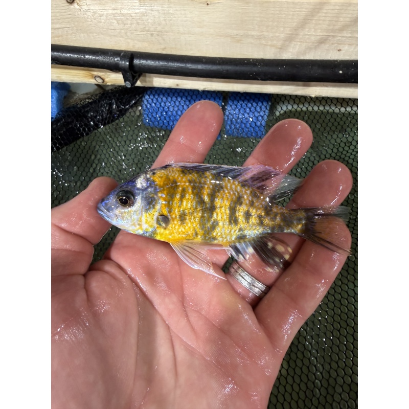 OB Borleyi breeder pack.  2 males and 10 females