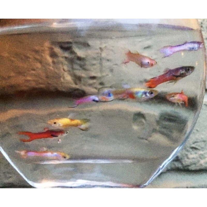 Rainbow Mystery FRY pack of 10 guppies