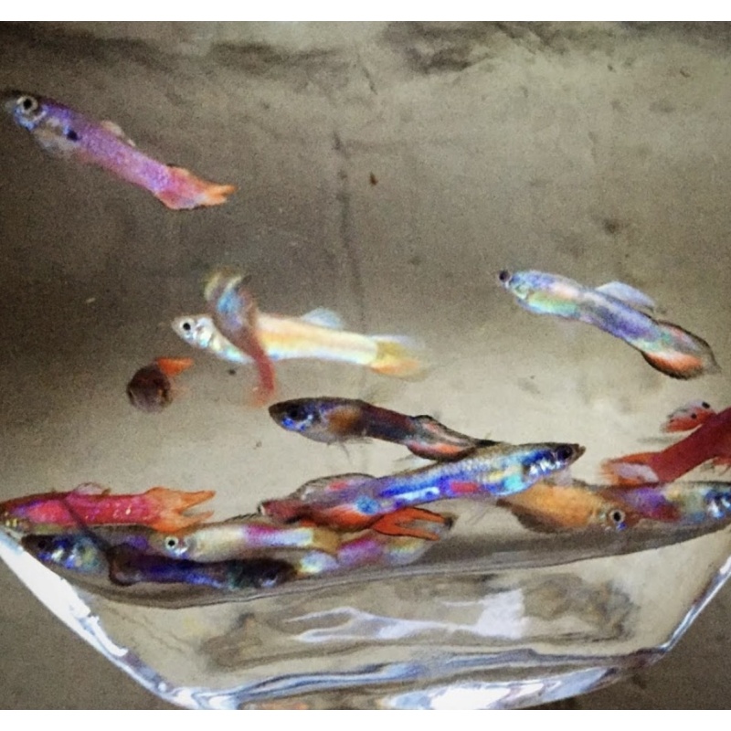 Rainbow Mystery FRY pack of 10 guppies