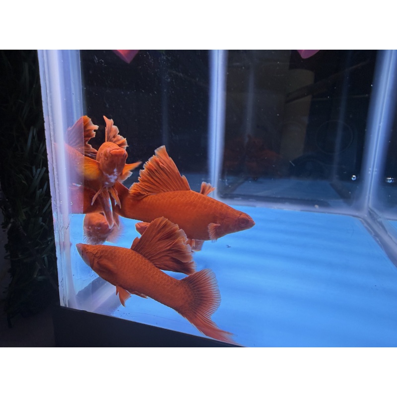 **Deep Albino Red Cauliflower Sabretail Swordtail(2M2F)**
