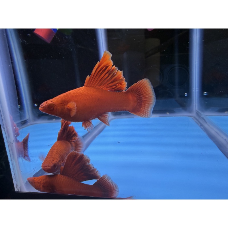 **Deep Albino Red Cauliflower Sabretail Swordtail(2M2F)**