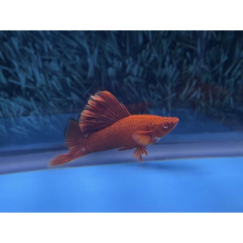 **Deep Albino Red Cauliflower Sabretail(2M2F)**