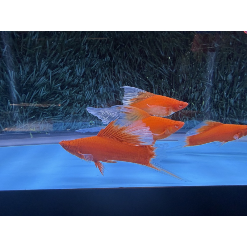 **RARE Albino Red Butterfly HiFin Lyretail Swordtails(2M2F)**