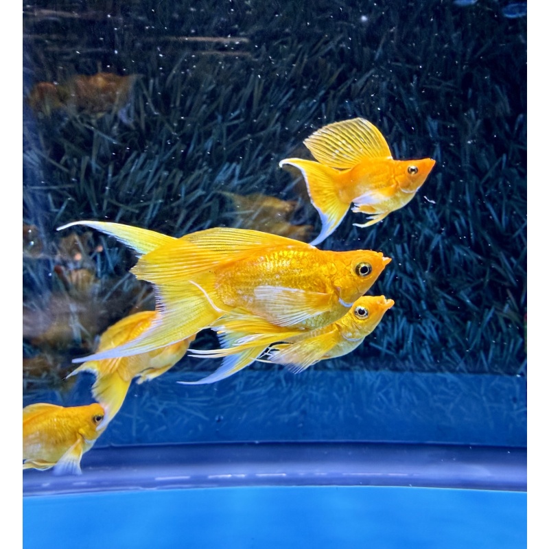 **RARE Gold Lyretail Balloon Mollies(2M2F)**