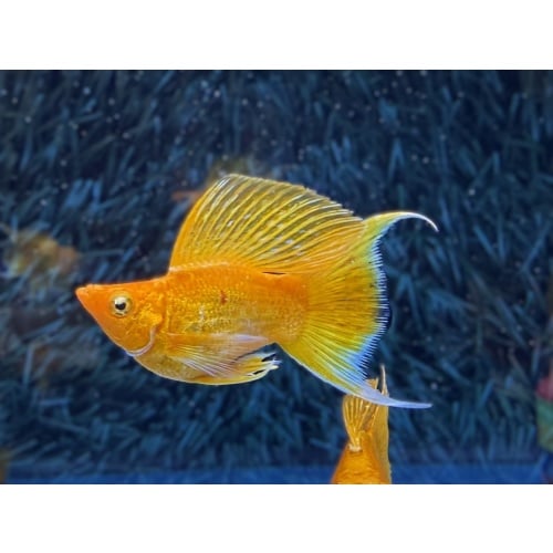 **RARE Gold Lyretail Balloon Mollies(2M2F)**
