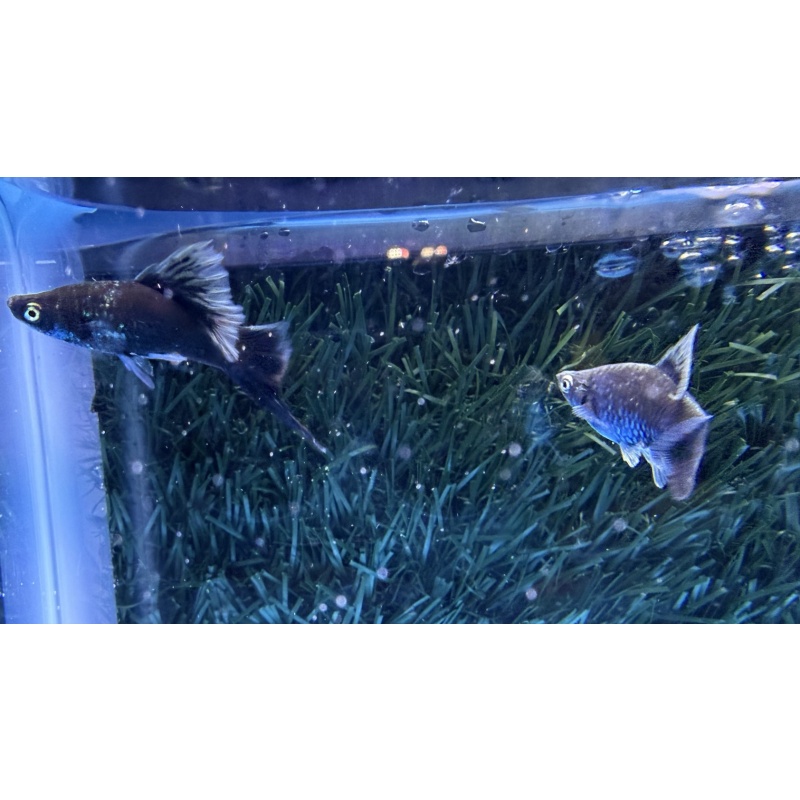 **RARE Black Wag Sabretail(2M2F)**