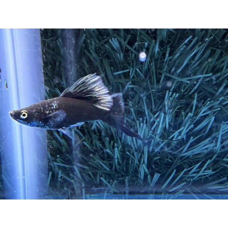 **RARE Black Wag Sabretail(2M2F)**