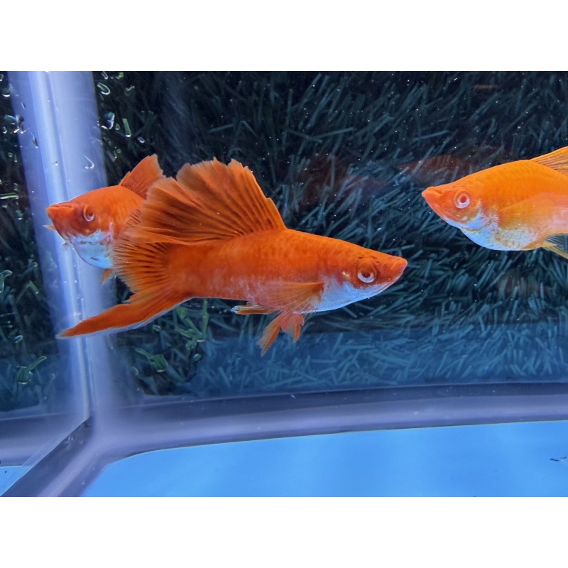**RARE Albino Red Coral Cauliflower Lyretail Swordtails(2M2F)**