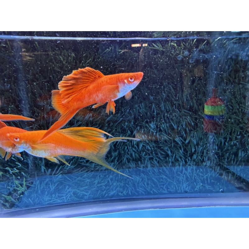 **RARE Albino Red Coral Cauliflower Lyretail Swordtails(2M2F)**