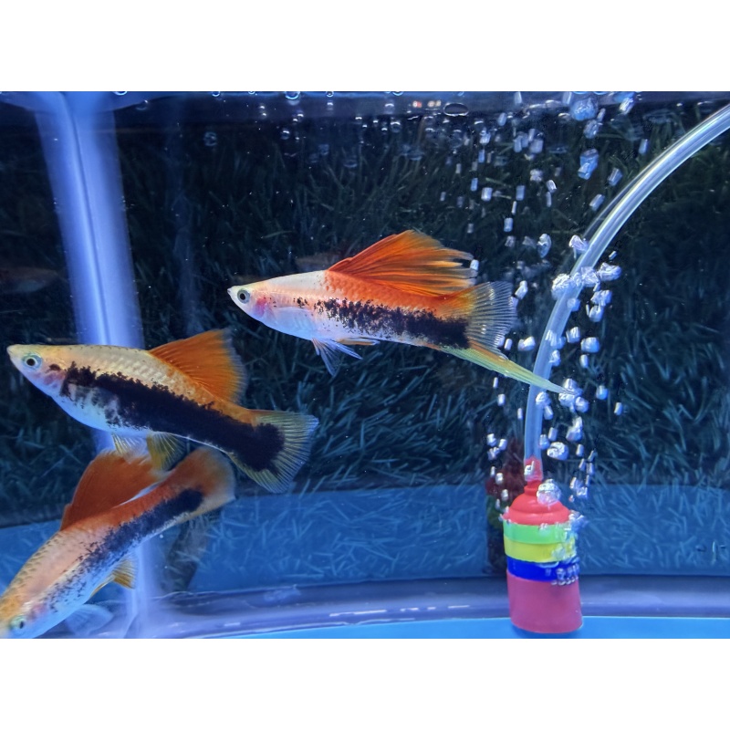 **RARE Pineapple Cauliflower Tuxedo Swordtails(2M2F)**