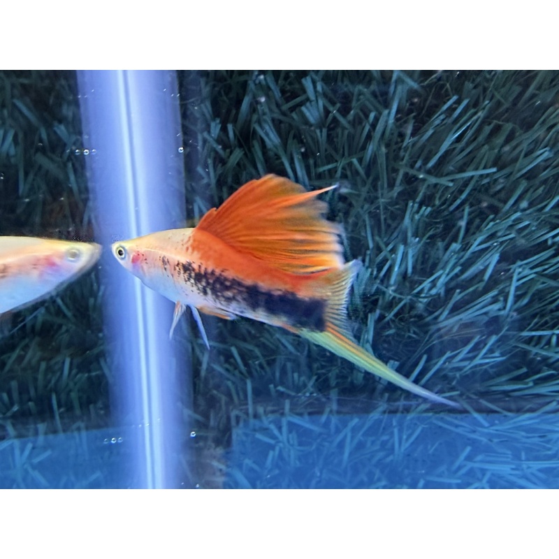 **RARE Pineapple Cauliflower Tuxedo Swordtails(2M2F)**