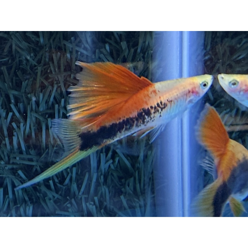 **RARE Pineapple Cauliflower Tuxedo Swordtails(2M2F)**
