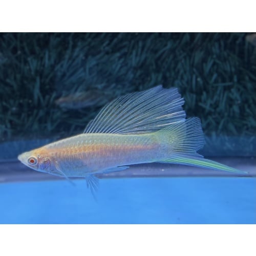 **RARE White Albino HiFin Lyretail Swordtails(2M2F)**
