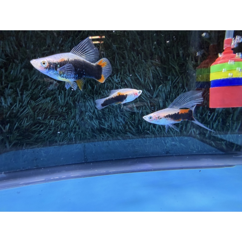 **Limited Apache Red Tuxedo HiFin Swordtails(2M2F plus extras)**