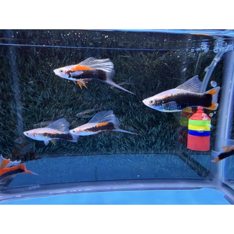 **Limited Apache Red Tuxedo HiFin Swordtails(2M2F plus extras)**