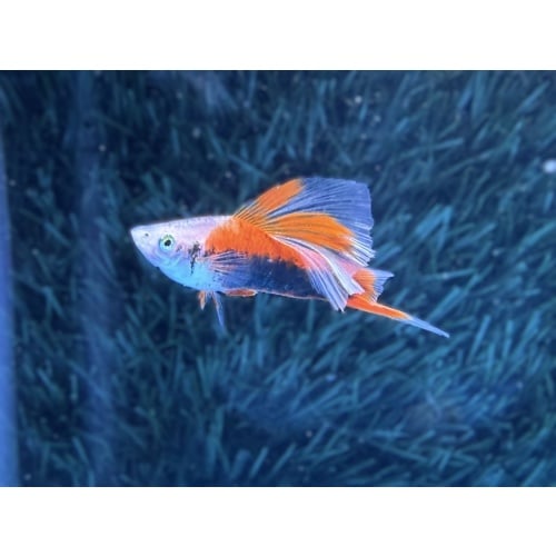 **Limited Apache Red Tuxedo HiFin Swordtails(2M2F plus extras)**