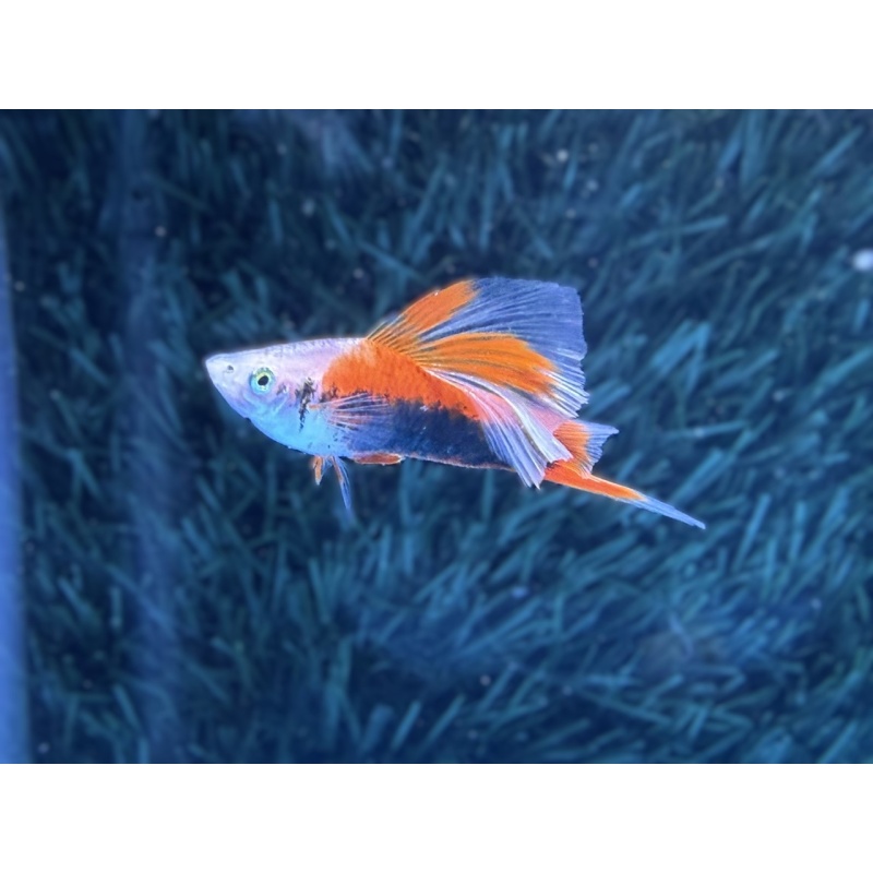 **Limited Apache Red Tuxedo HiFin Swordtails(2M2F plus extras)**