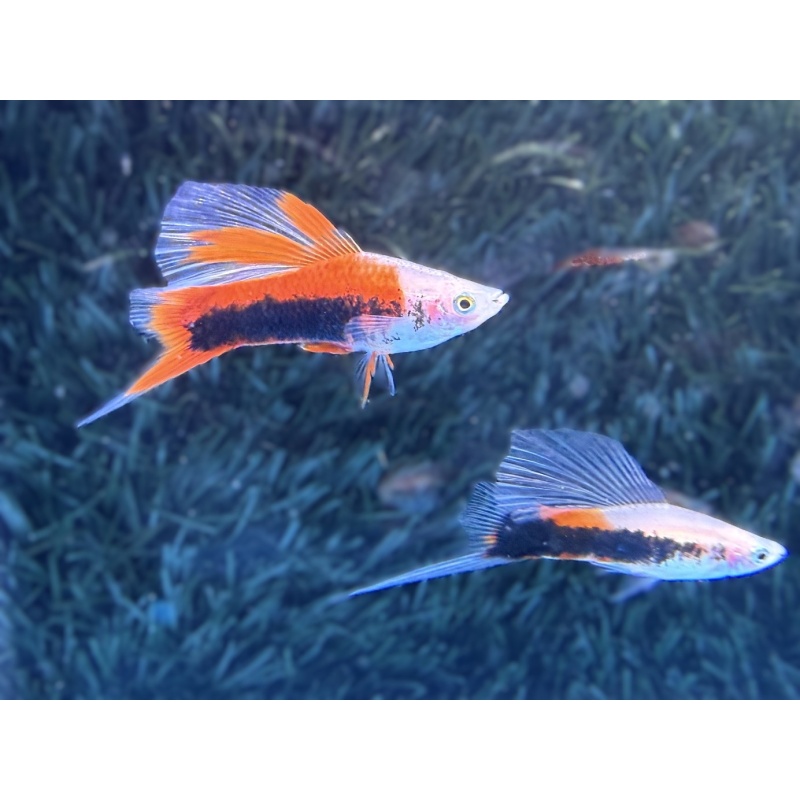 **Limited Apache Red Tuxedo HiFin Swordtails(2M2F plus extras)**