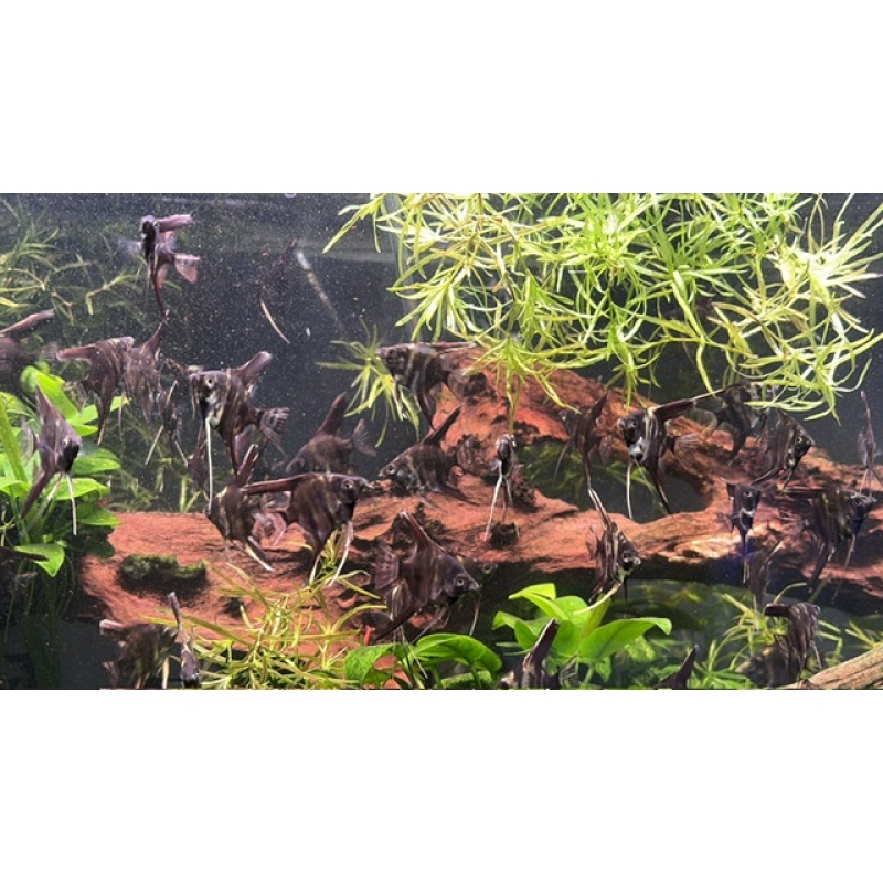 Group of 3 Half-Dollar-Sized Marble Angelfish