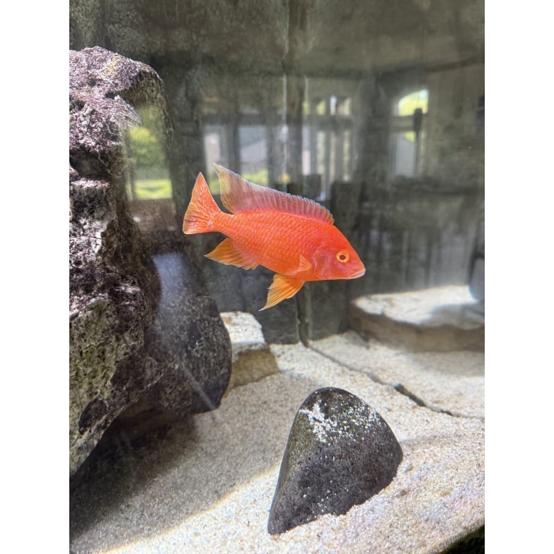 Albino dragonblood breeder group 1M 5F