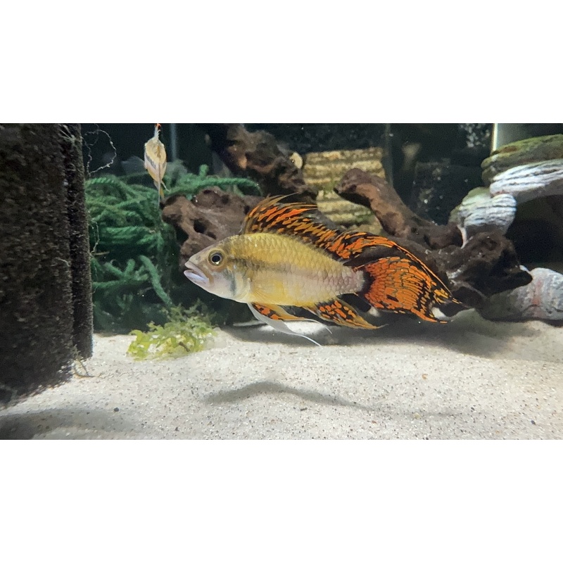 Apisto Cacatuoides - Red