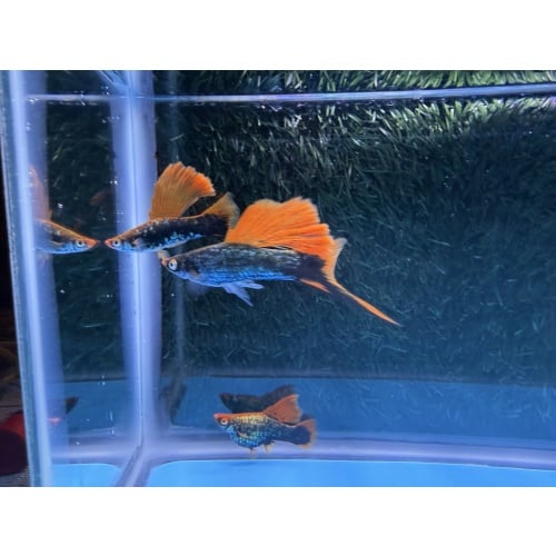 **Show Red Hamburg Cauliflower Sabretail(2M2F)**