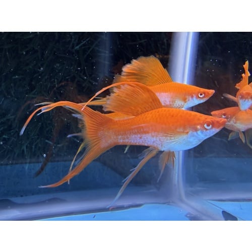 **RARE Albino Red Coral Cauliflower Lyretail/Sabretail Swordtails(3M2F)**