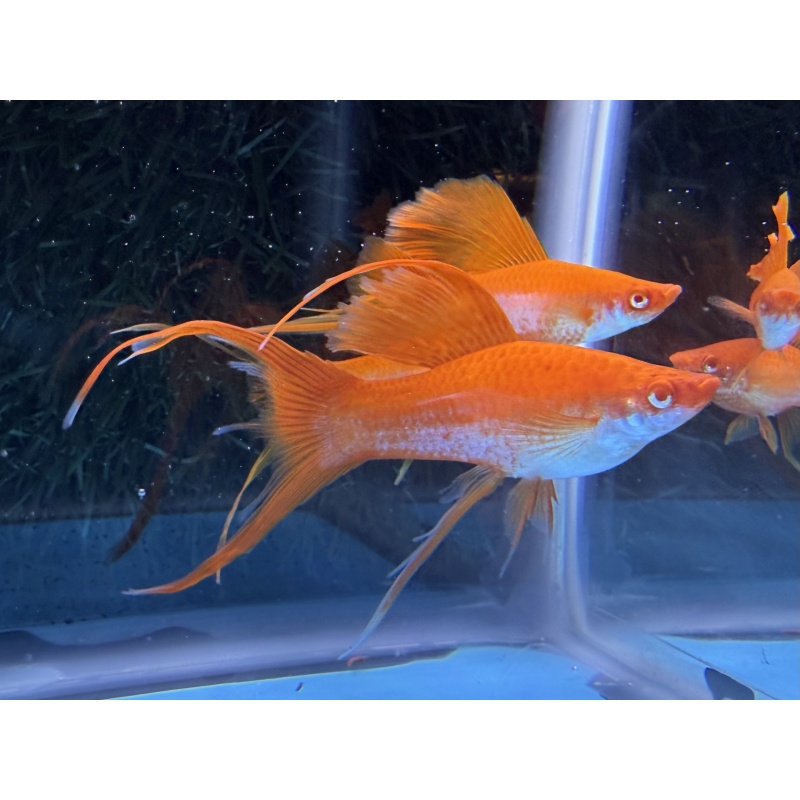 **RARE Albino Red Coral Cauliflower Lyretail/Sabretail Swordtails(3M2F)**