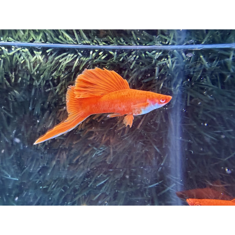 **RARE Albino Red Coral Cauliflower Lyretail/Sabretail Swordtails(3M2F)**