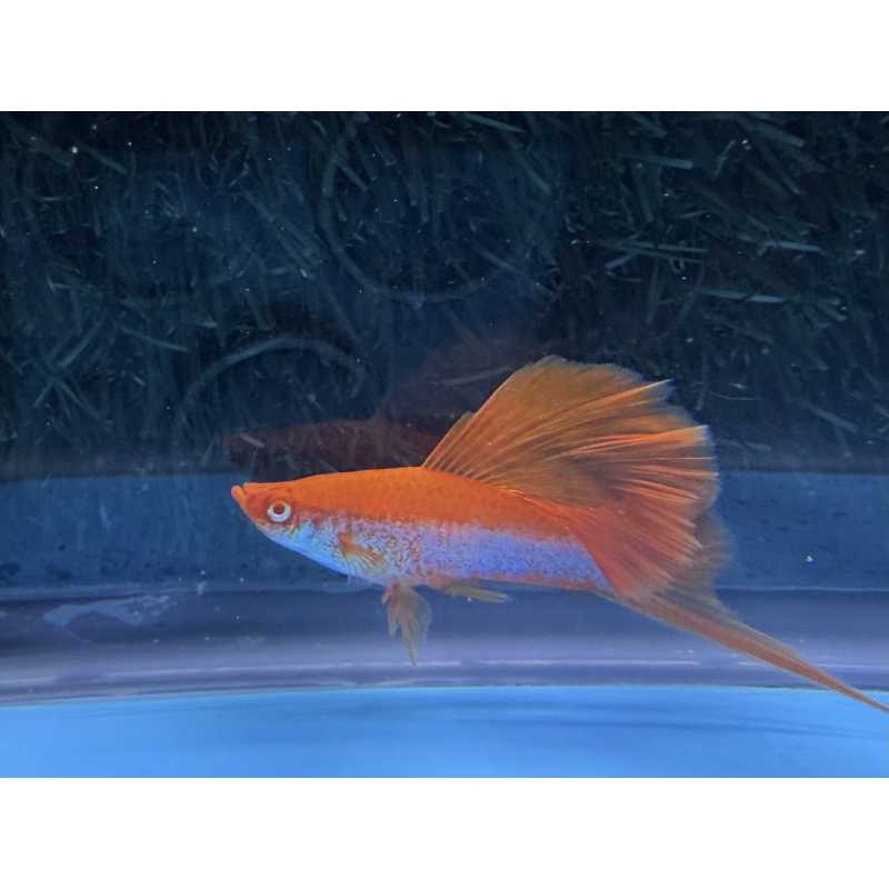 **RARE Albino Red Coral Cauliflower Lyretail/Sabretail Swordtails(3M2F)**