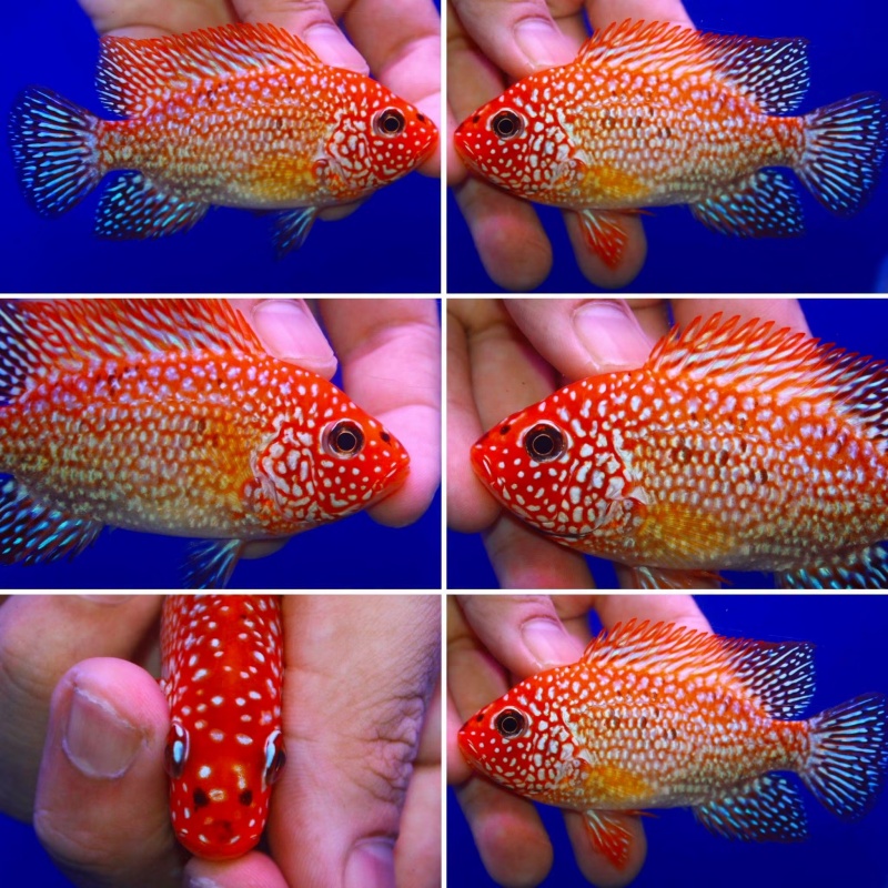 Premium faded male Super red texas 4 inch