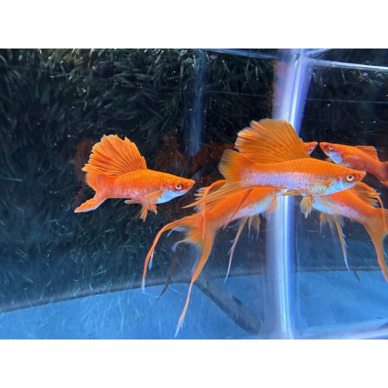 **RARE Albino Red Coral Cauliflower Lyretail/Sabretail Swordtails(3M2F)**