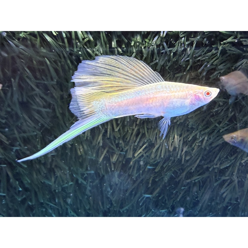 **RARE White Albino Cauli Lyretail/Sabretail Swordtails(3M2F)**