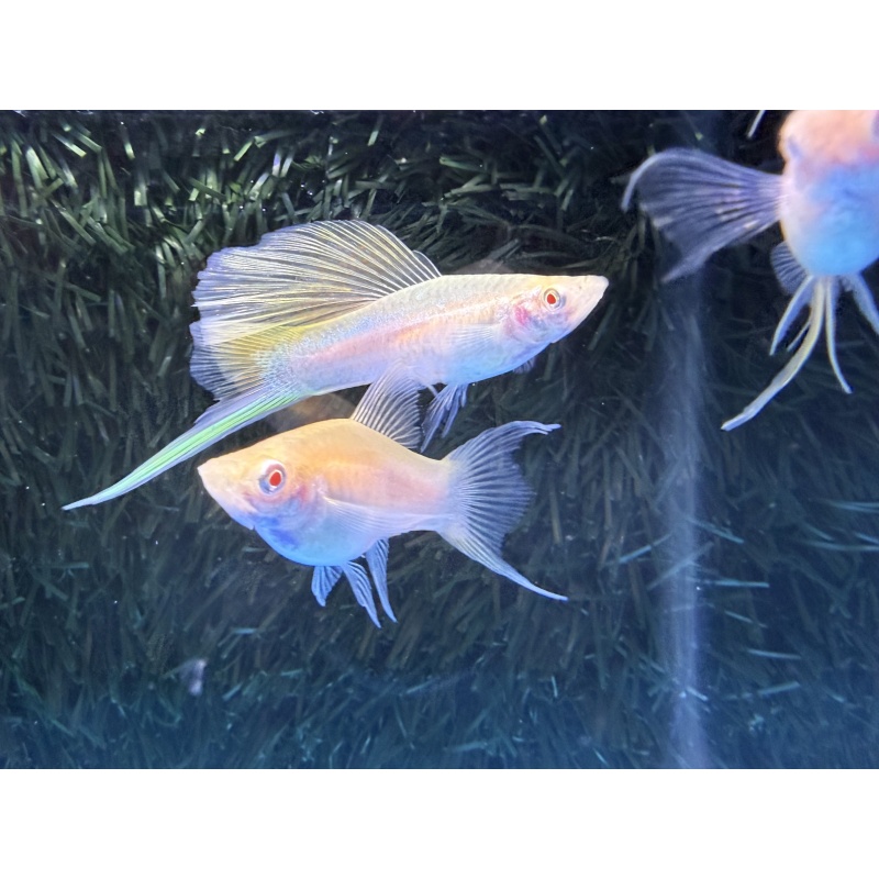**RARE White Albino Cauli Lyretail/Sabretail Swordtails(3M2F)**