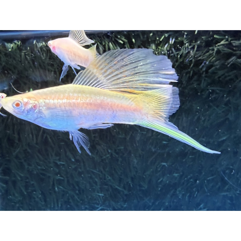**RARE White Albino Cauli Lyretail/Sabretail Swordtails(3M2F)**