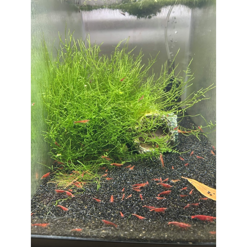 Java Moss - 2oz Cup (BUY 2 GET 1 FREE)