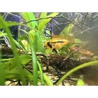 Apisto Cacatuoides - Red