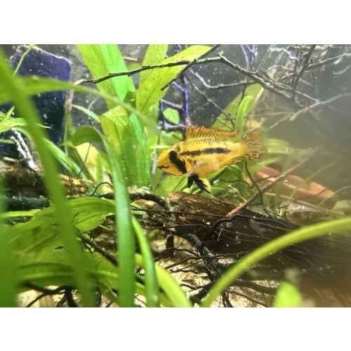Apisto Cacatuoides - Red