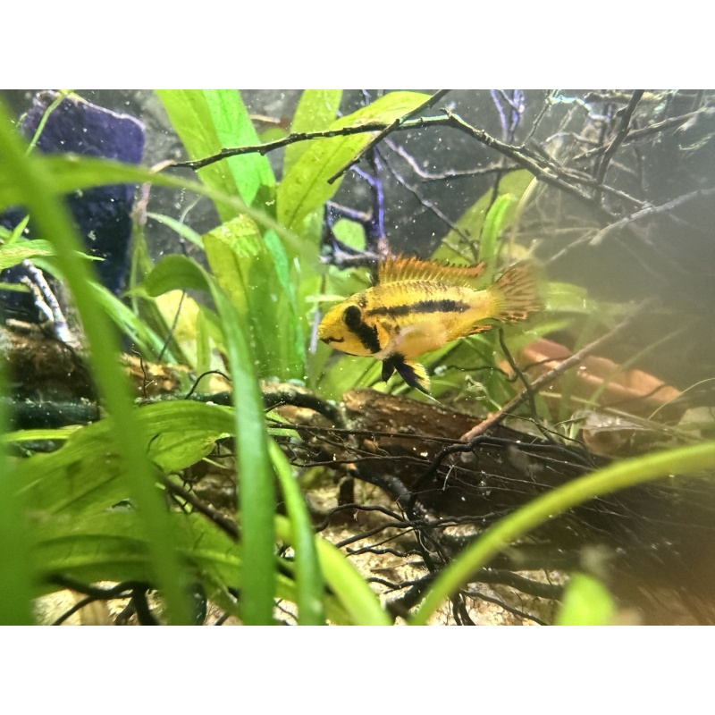 Apisto Cacatuoides - Red