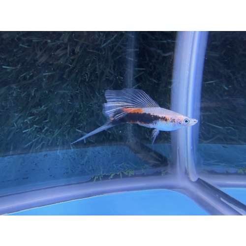 **Limited Apache Red Tuxedo HiFin Swordtails(3M2F/Group 1)**
