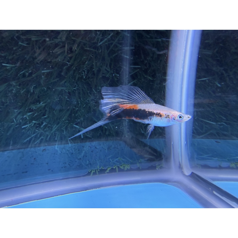 **Limited Apache Red Tuxedo HiFin Swordtails(3M2F/Group 1)**