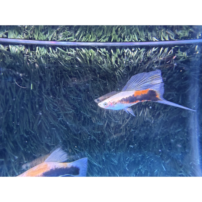**Limited Apache Red Tuxedo HiFin Swordtails(3M2F/Group 1)**