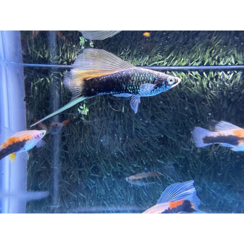 **Limited Apache Red Tuxedo HiFin Swordtails(3M2F/Group 1)**