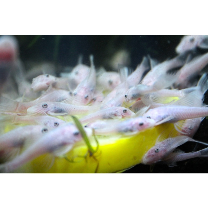 Group of 6 Snow White Bristlenose Plecos