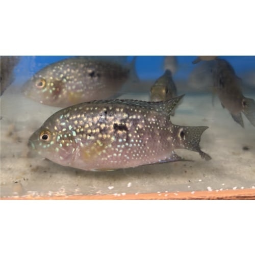 Jack Dempsey Cichlid (Blue jean carrier)