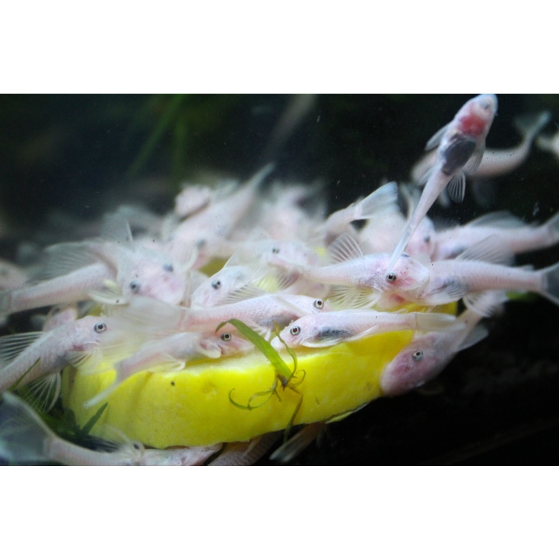 Group of 6 Snow White Bristlenose Plecos